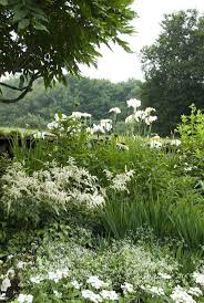 Artistloveworld Flowersgardenlove Iris Ensata Grea Mond Garten Weissen Garten Garten