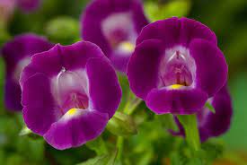 How To Grow And Care For Wishbone Flowers Annual Flowers Flowers Plants