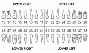 Canadian Tooth Numbering System By The Numbers