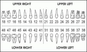 canadian tooth numbering system by the numbers