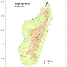 Image result for Elaphoglossum welwitschii