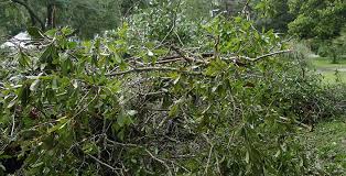 Maybe you would like to learn more about one of these? The Best Ways To Clear Out Brush On Your Property In The Fall