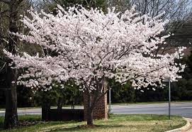 Cherry blossom trees are pink flowering trees that bloom in early spring. Yoshino Cherry For Sale The Tree Center