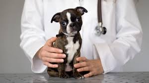 I am a vet tech. Disinfecting Your Home After Parvovirus In Dogs