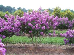 Maybe you would like to learn more about one of these? Crapemyrtle Chart Worthington Farms Inc