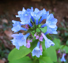 Image result for Ã¢ € ‹Virginia bluebells