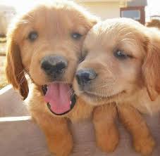 Golden retriever dog breeders in raleigh, north carolina (nc) offering quality english golden retriever puppies and. Golden Retrievers Of Idaho Home Facebook