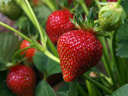 To widen your harvest window, it's a great idea to have strawberry plants with different fruiting habits. Growing And Caring For Organic Strawberries Modern Farmer