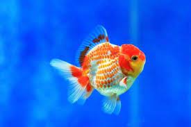 goldfish example of the konoko pattern on a ryukin not really a good pond candidate goldfish goldfish species freshwater aquarium fish