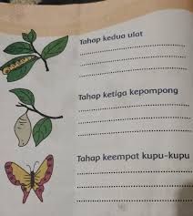 Daur hidup adalah suatu proses perubahan bentuk tubuh yang dialami makhluk hidup sepanjang hidupnya. Ceritakan Setiap Tahapan Daur Hidup Kupu Kupu Menggunakan Kalimatmu Sendiri Tahap Pertama Telur Tak Brainly Co Id