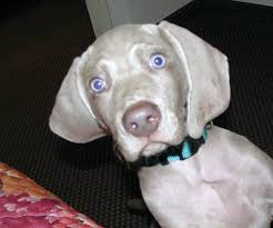 Weimaraner puppies have the potential to be one of the most loyal and affectionate companions you will ever have. Weimaraner Puppies
