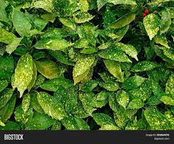 Bush with yellow leaves — stock photo © andyivanov3712. Aucuba Japonica Image Photo Free Trial Bigstock