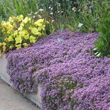 Pink Creeping Thyme Creeping Thyme High Country Gardens Ground Cover