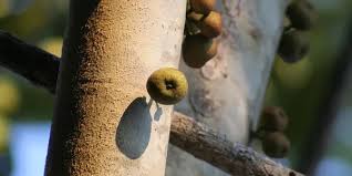 Image result for Ficus bubu