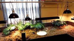 Epic Tortoise Table Tortoise Table Tortoise Habitat Tortoise Care