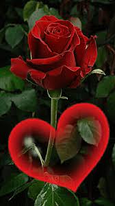 Share the best gifs now >>> Romantico Good Morning Flowers Gif Rose Flower Wallpaper Beautiful Rose Flowers