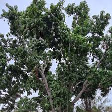 Image result for Anacardiaceae