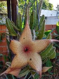 Image result for Stapelia gigantea
