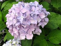 ç¹¡çè±è±èªçåçæå°çµæ