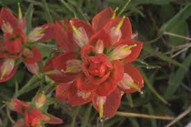 Sunflower fields, washington state, and came up with some links that may. Photo 621 22 Indian Paintbrush Flower In Washington On The State Historic Site Washington Indian Paintbrush Flowers Indian Paintbrush Flower Garden Design