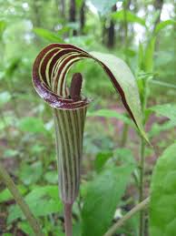 En en トチカガミ ムサシモ najas ancistrocarpa a. Arisaema Speciosum Tubers X 2 Cobra Lily Garden Outdoors Plants Seeds Bulbs Umoonproductions Com
