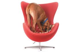 Have You Ever Noticed Your Dog Burrowing Scratching And Circling Before He Settles Down In A Sleeping Spot Let S Look At Why Dogs Dogs Canine Health Dogs 101