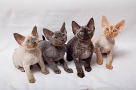 Find your new devon rex kittens or devon rex cats from an ethical and responsible breeder by looking through the new kittens posted in our nursery! Devon Rex Cat Breed Information And Advice Your Cat