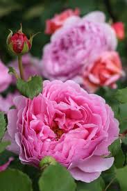 Pin By Pela On Misc 2 Pretty Flowers Beautiful Flowers Flowers