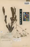 Image result for Senecio urundensis