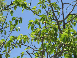 Image result for Ficus fischeri