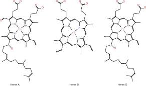 Image result for Heme