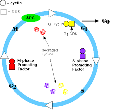 Chapter 7 Cell Cycle In Eukaryotes