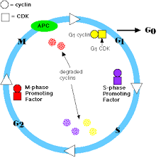 chapter 7 cell cycle in eukaryotes