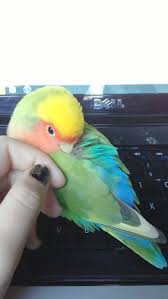 Birds You Can Have As Pets Uk Pin On Birb