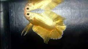Jenis ikan yang satu ini memiliki beragam keunikan dalam bentuk dan karakter. Pelihara Cupang Avatar Gold Pria Ini Raup Ratusan Metropolitan Id