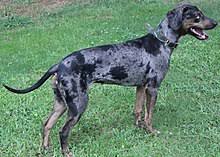 Catahoula Leopard Dog Wikipedia