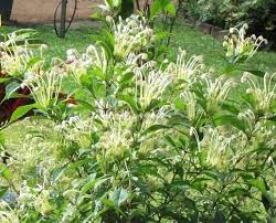 Image result for Clerodendrum incisum