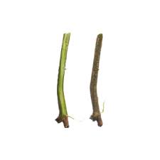 Image result for Pleurolobus