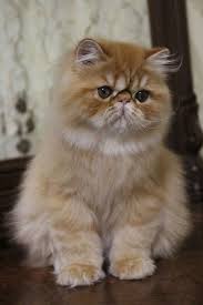 Just Look At Those Eyes Persian Cats For Sale Beautiful Cats Pretty Cats