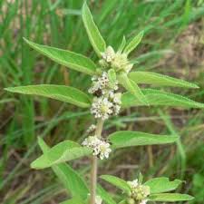Image result for Lippia javanica