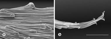 Image result for Habenaria huillensis