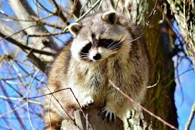 Most symptoms of rabies do not occur until the later stages of the virus.no they do not. 6 Rabid Raccoons Identified In Nyc Precision Vaccinations