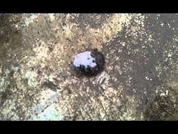 What Happens When You Put Salt On A Slug Youtube