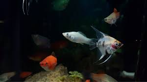 12 Jenis Ikan Hias Terpopuler Yang Mudah Dipelihara Dalam Rumah Rumah Com