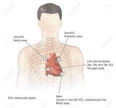 Pectoralis major trigger point diagram, pain patterns and related medical symptoms. Drawing Of The Heart Its Position In The Chest And The Four Areas Of Heart Sounds Or Auscultation Stock Photo Picture And Royalty Free Image Image 15059114