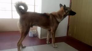 She is the daughter of the most versatile kollywood actor, comedian, and activist padma shri doctor vivek. German Shepherd And Indian Dog Mix Online Shopping