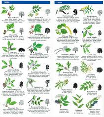 49 Curious Vine Leaf Identification Chart