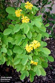 Image result for Oxalidaceae