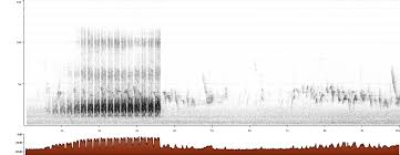 The aging population of america has led to more home care agencies erupting on the market. Cactus Wren Campylorhynchus Brunneicapillus Xeno Canto