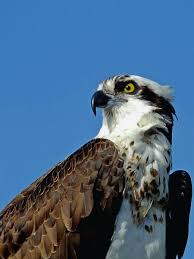Osprey Pandion Haliaetus Bald Eagle Bird Feathers Birds Of Prey